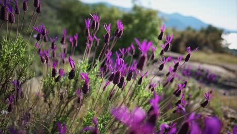 purple spring flowers blooming in the mountains