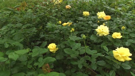 spring roses in the nursery