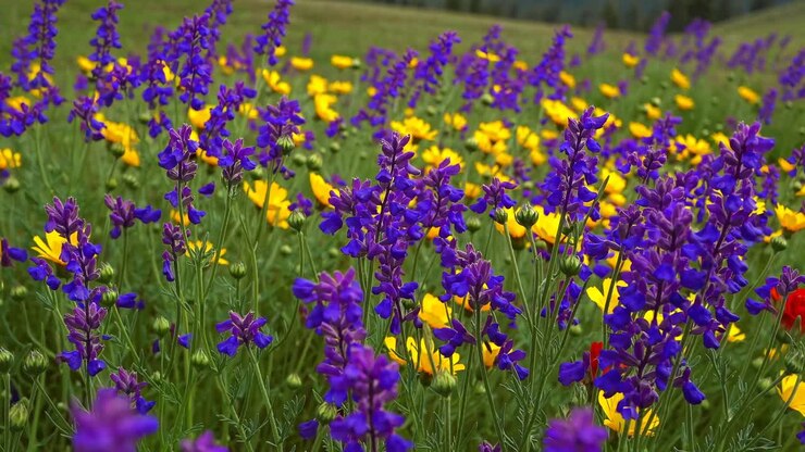 Vibrant video of a wildflower meadow with purple and yellow blooms