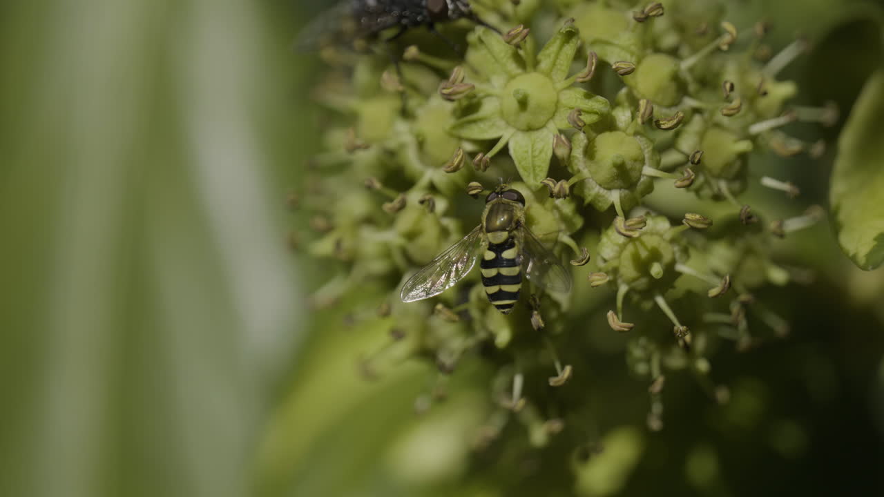 Hoverfly on a Cluster of Blossoms