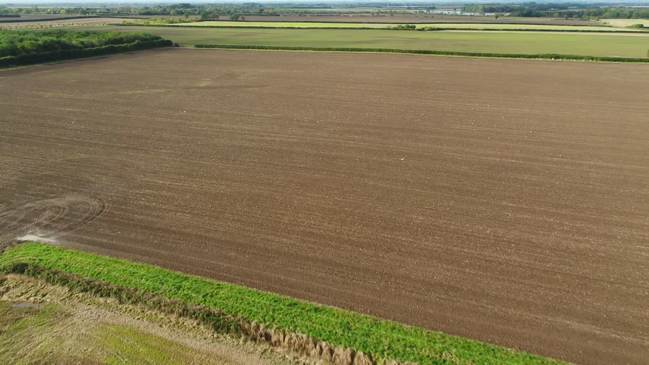 Aerial drone footage flying over a sowed, cultivated farmer's field in North Yorkshire, UK with birds eating the seeds and flying away