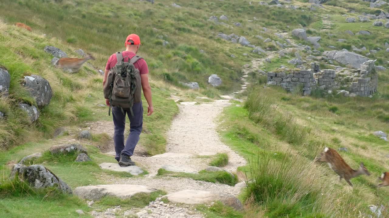 turista caminando en el parque nacional de wicklow con ciervos en el fondo