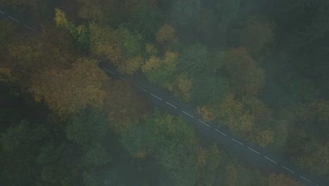 drone top-down view on an empty road in the middle of an autumn forest