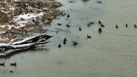 wildlife ducks on water in lake sequoyah, telephoto high angle view, winter