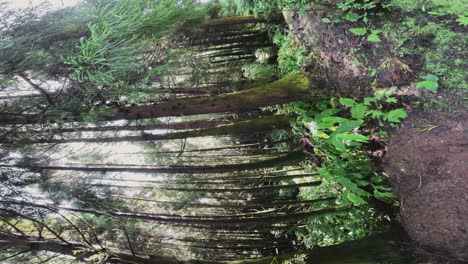 natural forest landscape during sunny day in sao miguel island, azores island