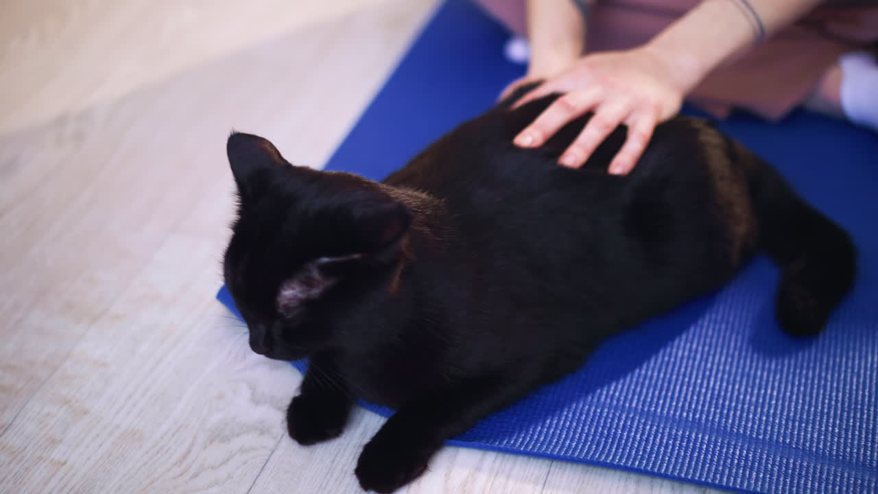 Scena di gatto tranquillo, gattino calmo sdraiato pacificamente su un cuscino morbido, gatto nero rilassato che riposa silenziosamente su un cuscino al chiuso, felino sereno che si rilassa pacificamente sotto una luce calda e delicata su un tappetino accogliente