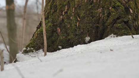 Eine-Flauschige-Schneeschicht-Im-Wald