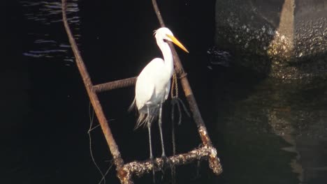 Hellweißer-Stiel,-Der-Auf-Einer-Leiter-Am-Rand-Des-Wassers-In-Manzanillo,-Mexiko,-Steht