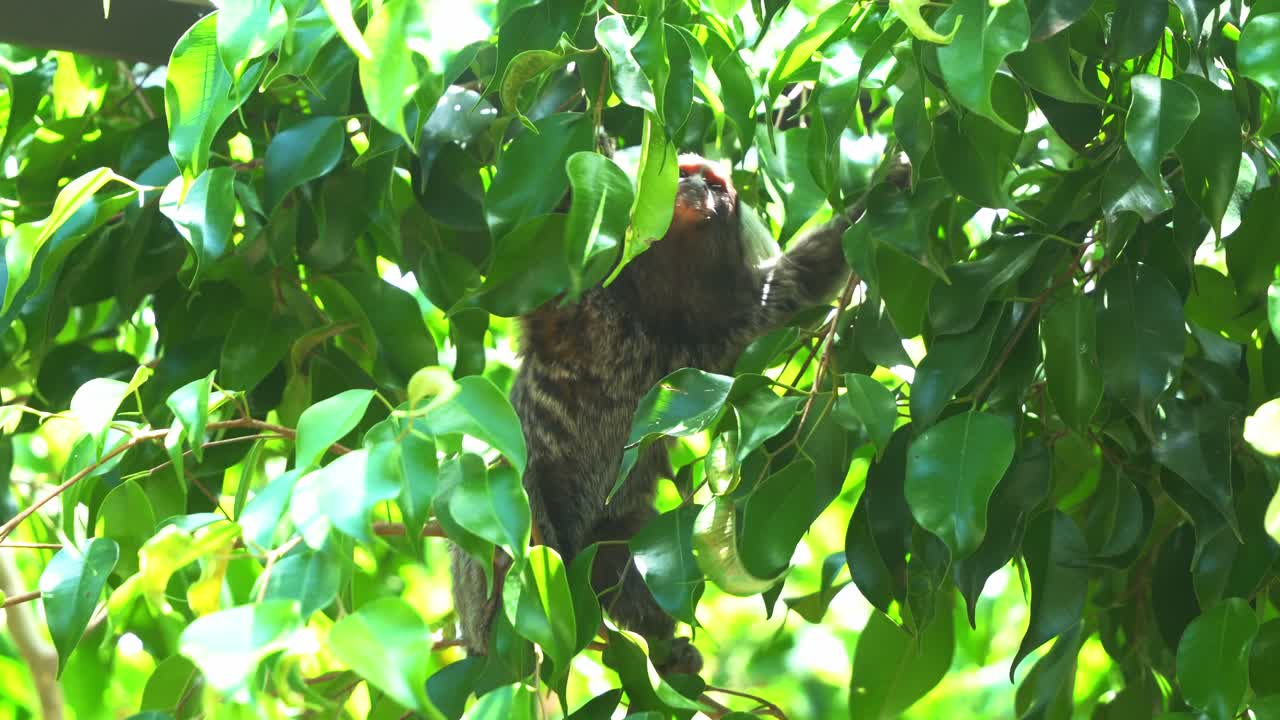 긴 꼬리 원숭이, 일반적인 마모셋, 칼리트릭스 자쿠스는 자연 서식지에 빽빽한 녹색 잎이 있는 주변 환경을 이상하게 궁금해하며 밝은 햇빛 아래에서 클로즈업 샷을 찍습니다.