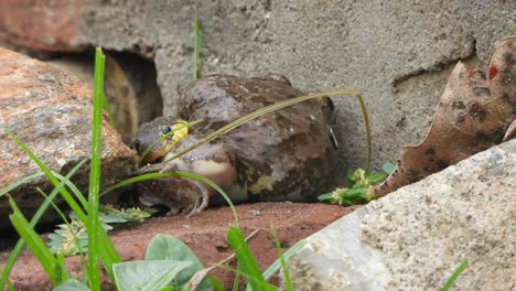 Serpiente-Salvaje-Comiendo-Comida-Viva-De-Rana.-Palanca