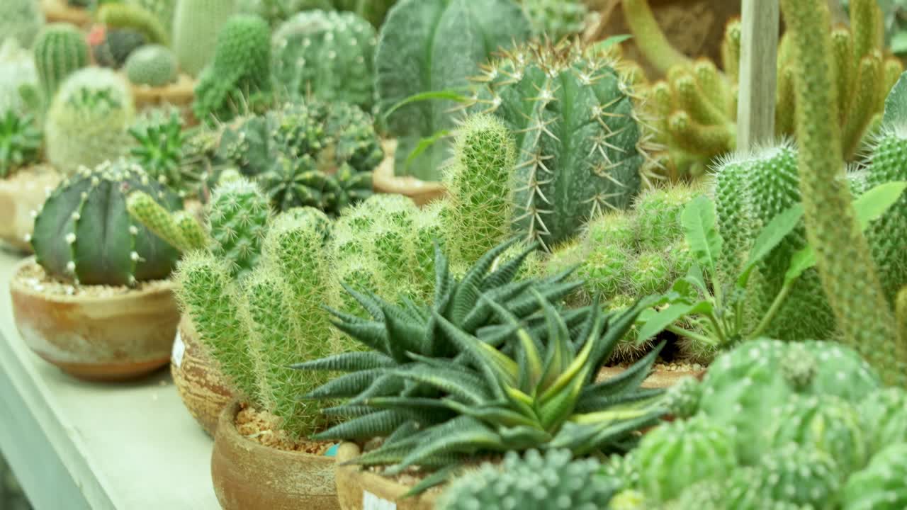 Vibrant cactus collection botanical garden indoor space close-up nature appreciation