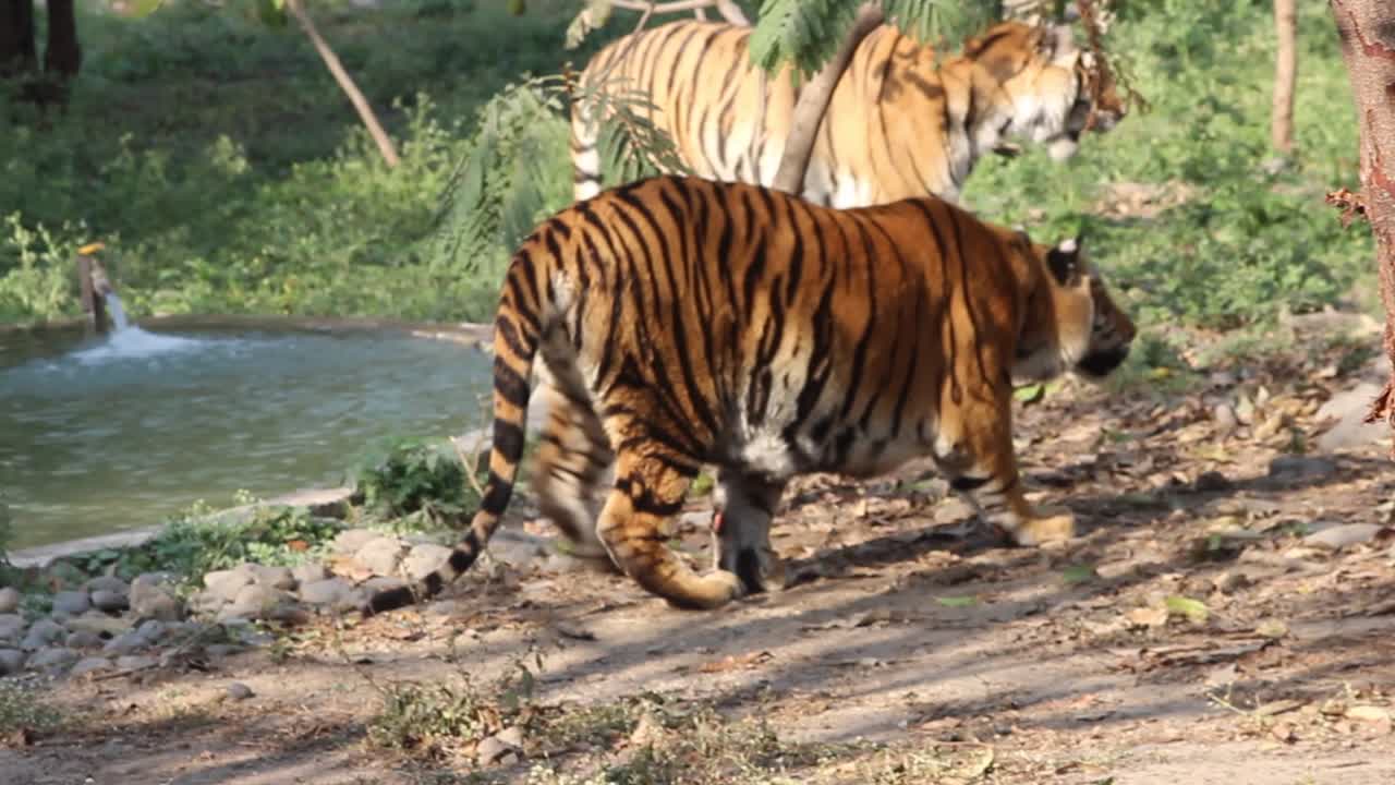 Klip af to tigre, der går i zoologisk have i Indore, Madhya Pradesh, Indien