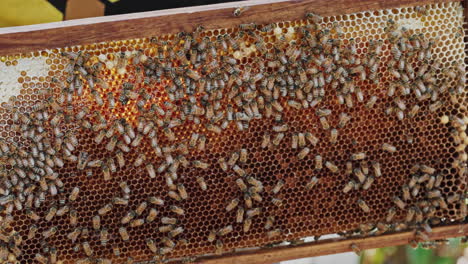 close-up of a honeycomb frame filled with bees and honey