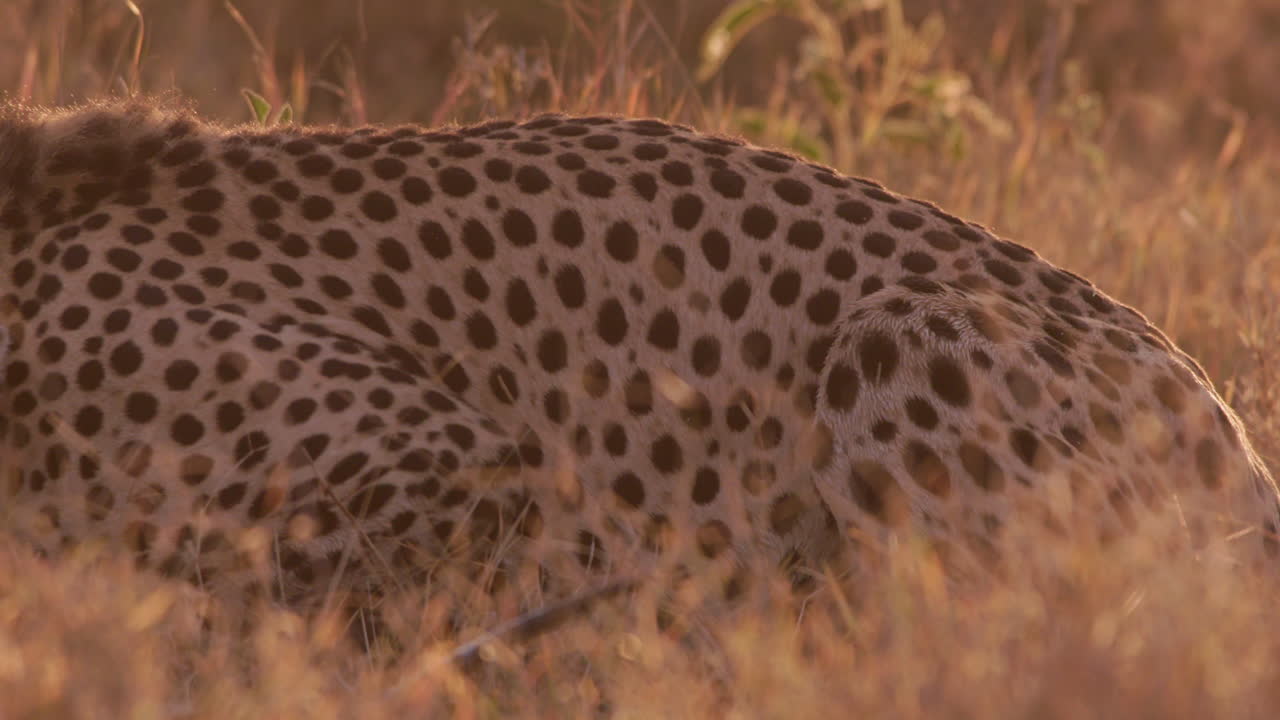 Extreme close up shot of a cheetah's abdomen as it sits in the plain