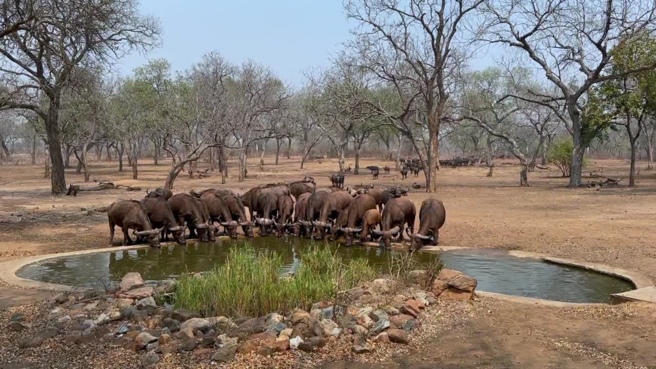 búfalos africanos (syncerus caffer) bebiendo en un pozo de agua artificial en la temporada seca en la reserva de vida silvestre de majete, malawi.