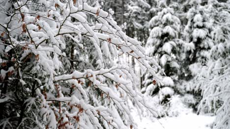 Winter-wonderland-in-the-forest