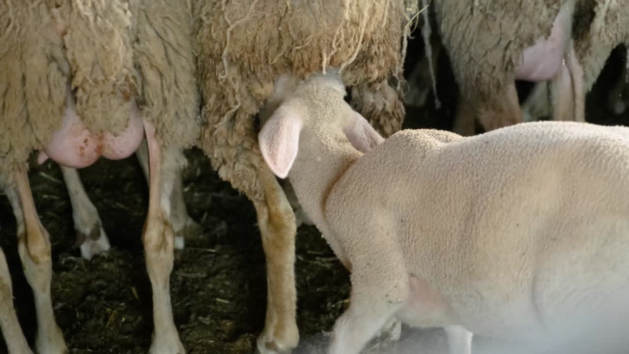 ovejas en una granja de rebaños