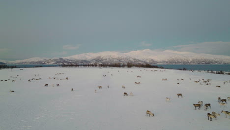 scenic aerial view of caribou herd in snow covered landscape in arctic