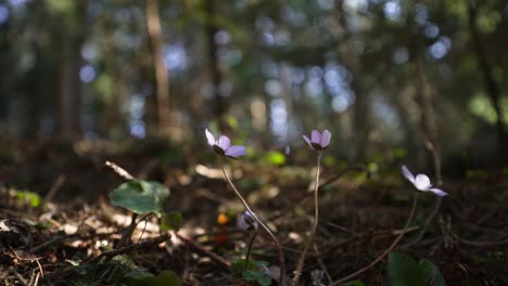 a macro wideangle shot from underneath a forest flower called liverflower or hepatica