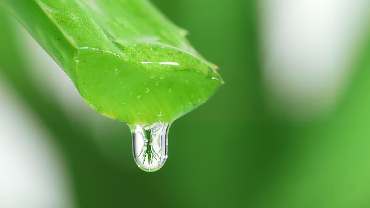 알로에 베라 잎의 느린 움직임과 주스, 젤은 색 배경에 줄기에서 떨어집니다. 유성 식물의 잎, 유기 화장품을위한 자연 의학 식물의 가까운.