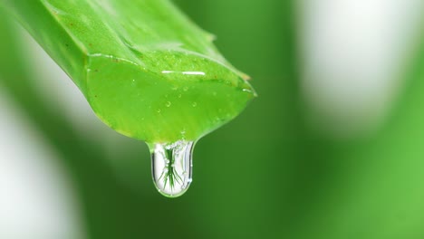 slow motion of aloe vera leaf with juice, gel drips from the stems on white background. close up of succulent plant leaves, natural medical plant for organic cosmetics