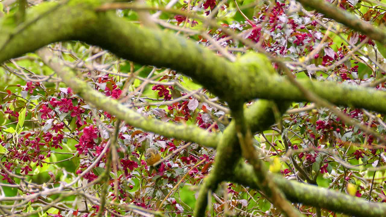 Birdwatching in full bloom in Ontario, Canada