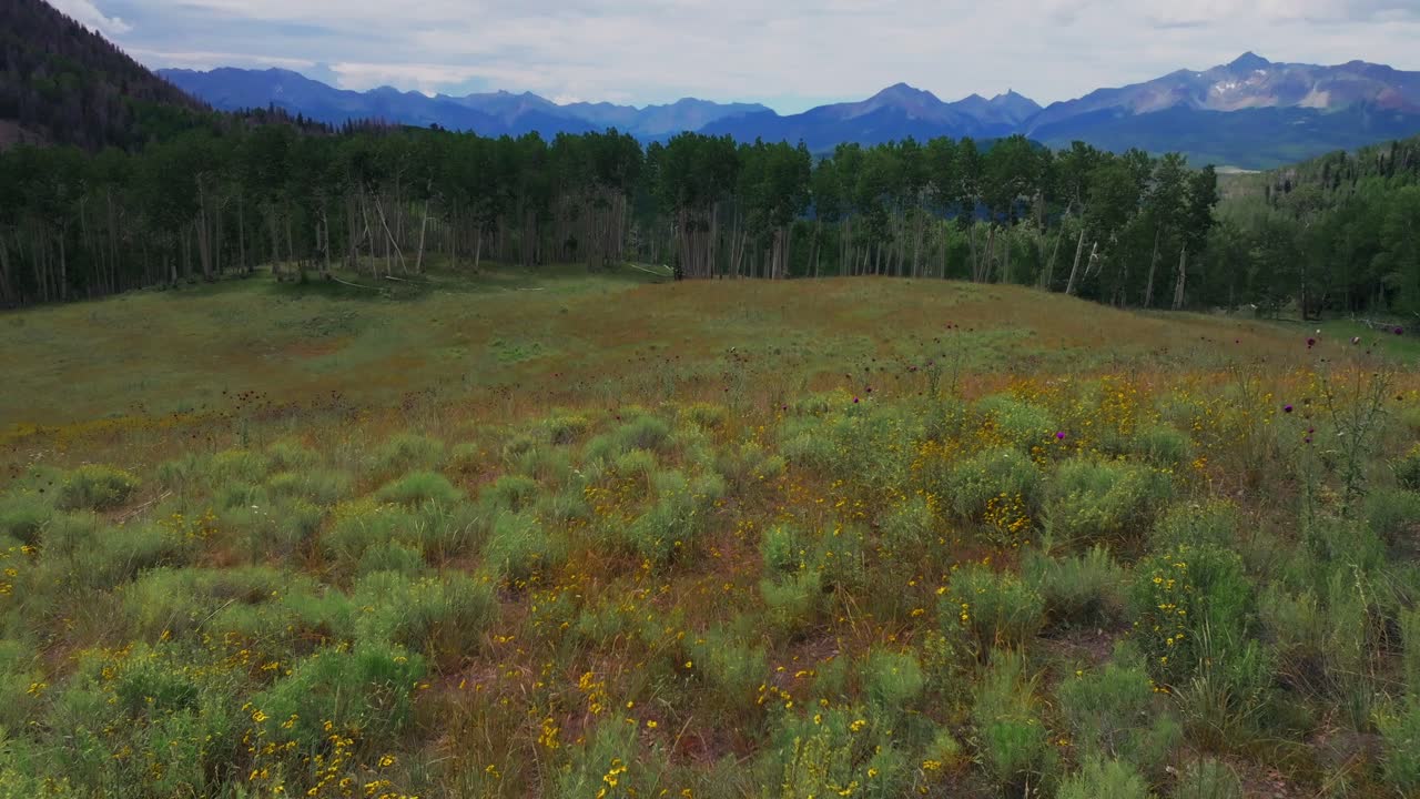 Summer wildflowers Last Dollar Road Ridgeway Telluride airport Colorado aerial drone Uncompahgre Forest Mount Sneffels Wilderness Aspen Trees ranchland San Juan Rocky Mountains Dallas Range down jib