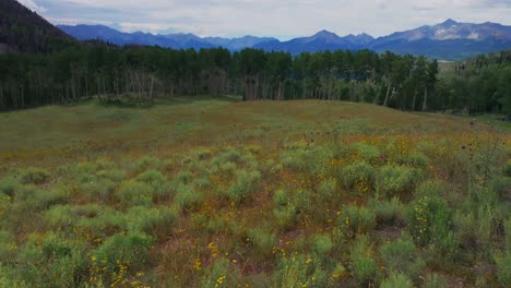 summer wildflowers last dollar road ridgeway telluride airport colorado aerial drone uncompahgre forest mount sneffels wilderness aspen trees ranchland san juan rocky mountains dallas range down jib