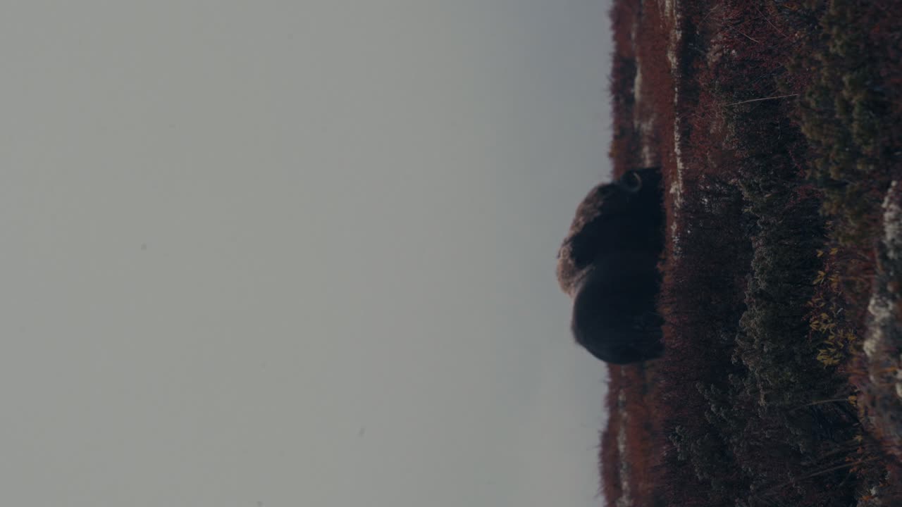 tiro vertical de un solo buey almizclero pastando en el campo de otoño de la tundra en las montañas dovre en noruega