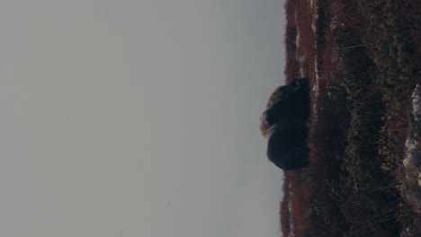 tiro vertical de un solo buey almizclero pastando en el campo de otoño de la tundra en las montañas dovre en noruega