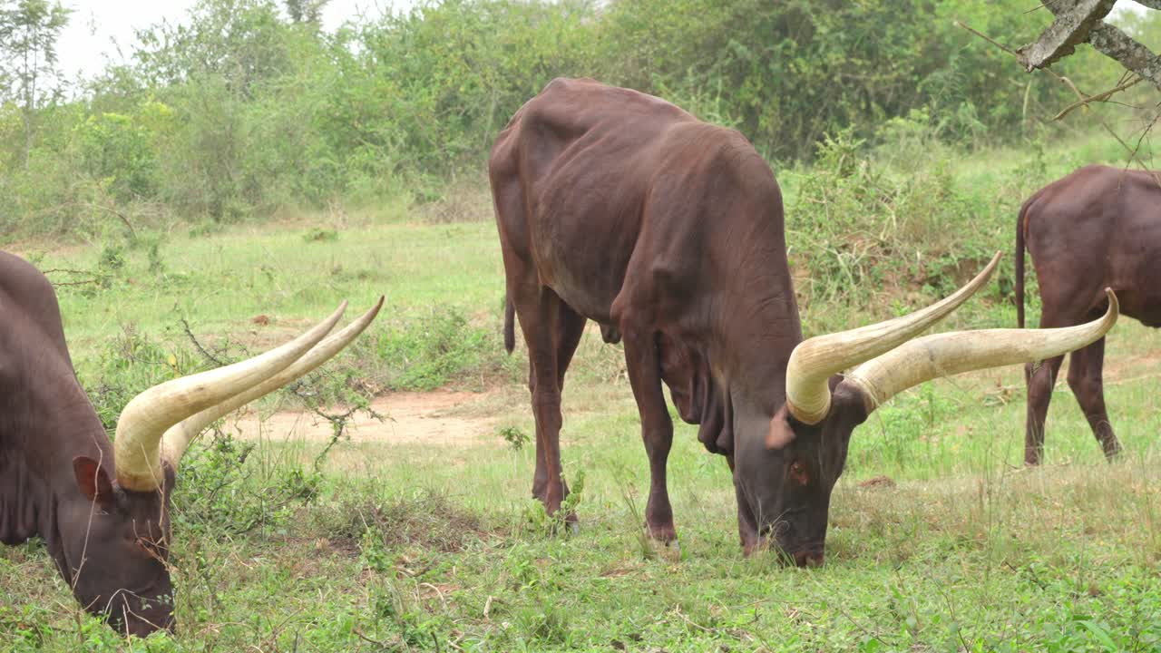 Filmato ravvicinato di una mucca Ankole-Watusi che mostra le sue iconiche lunghe corna e l'espressione calma in un paesaggio rurale africano in Uganda.