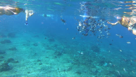 school of fishes following a photographer underwater mesmerizing view | tourist enjoying snorkeling experience with a school of fishes underwater following photographer video background