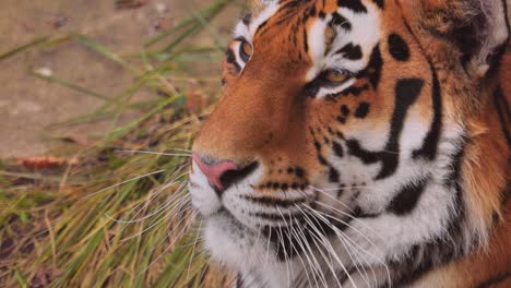 Sibirischer-Tiger-Aus-Nächster-Nähe.-Der-Sibirische-Tiger-Wurde-Je-Nach-Der-Region,-In-Der-Die-Tiere-Beobachtet-Wurden,-Auch-Amur-Tiger,-Mandschurischer-Tiger,-Koreanischer-Tiger-Und-Ussurischer-Tiger-Genannt.