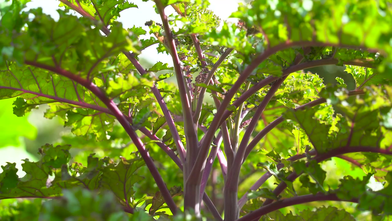 Cavolo riccio rosso maturo e sano che cresce in giardino, pronto per la raccolta