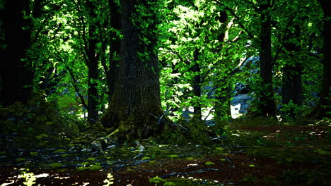 sunlight filtering through the leaves in a vibrant forest setting