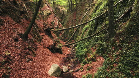 deep forest valley with water stream in dense woodlands, aerial dolly forward