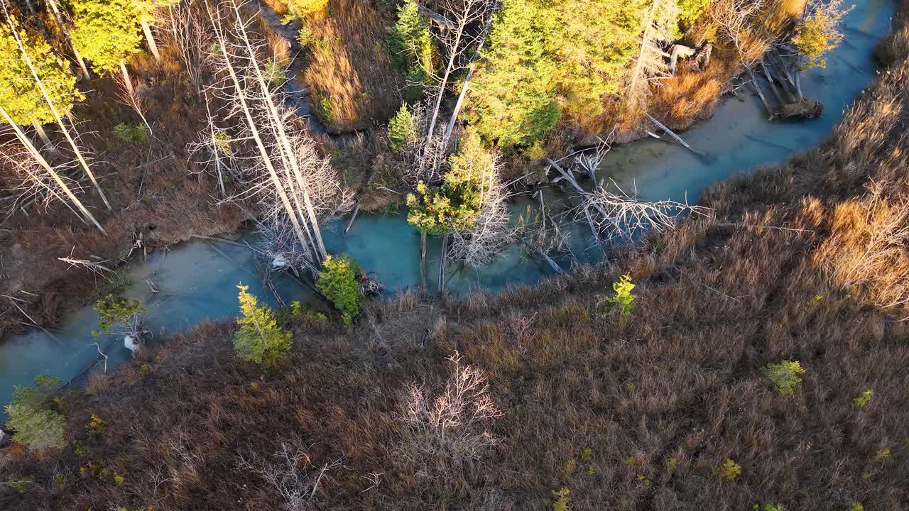 Aerial view of winding stream cutting through fall forest with bright golden and green foliage