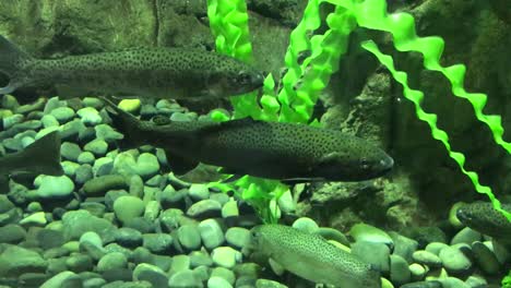 a fish resting in front of a dark rock and his friends