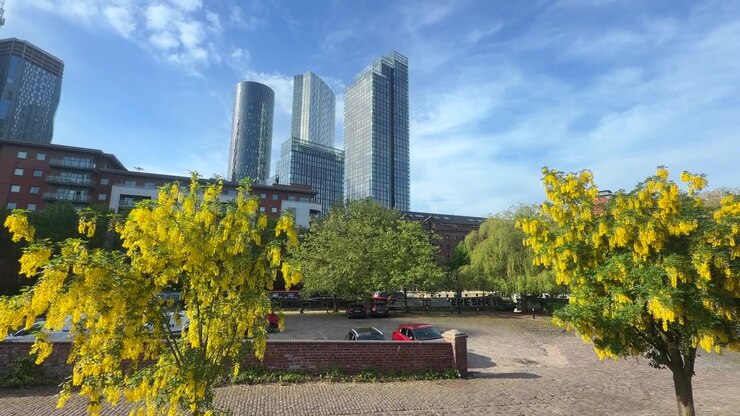 Manchester, Inglaterra: modernos rascacielos con flores amarillas en primer plano