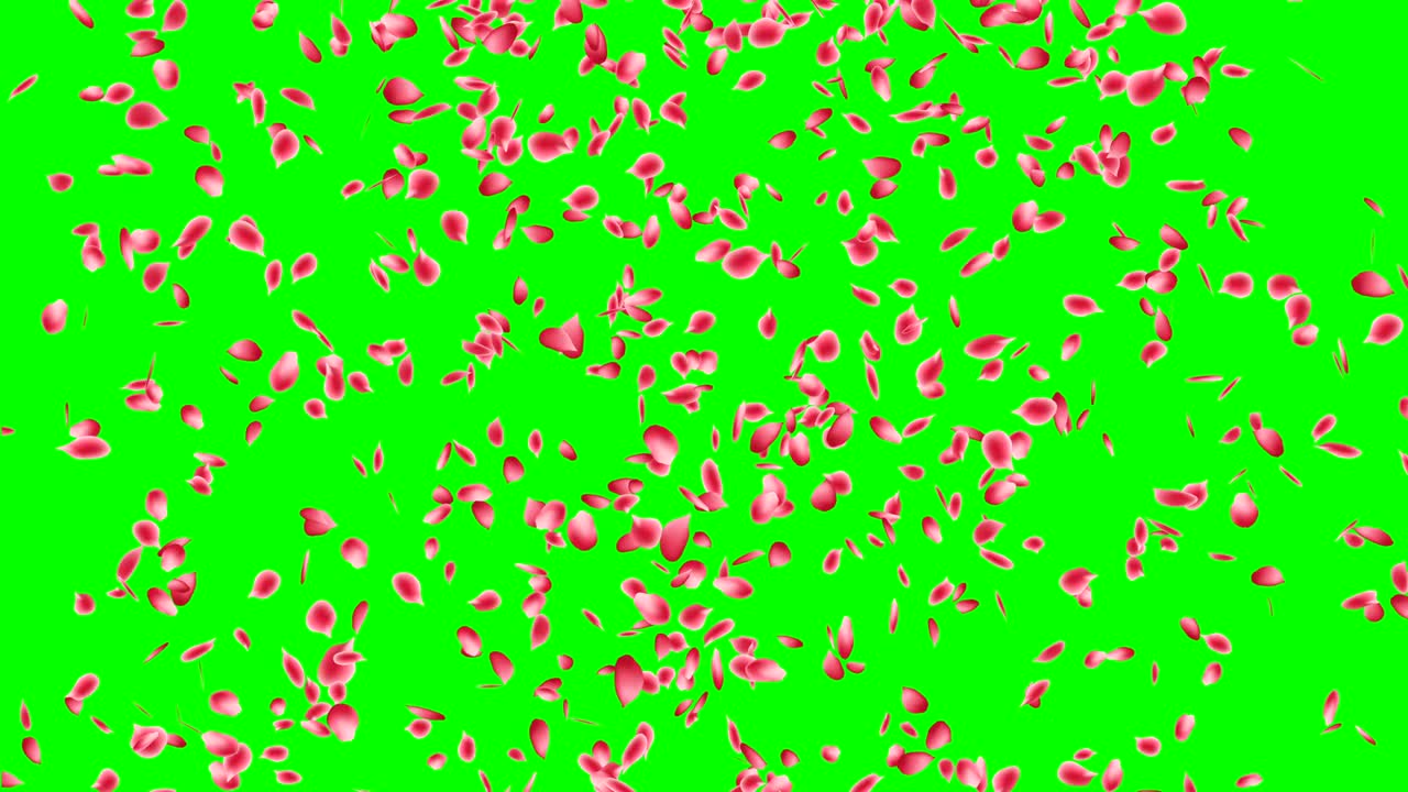 분홍색 꽃잎, 장미 꽃잎이 떨어집니다.