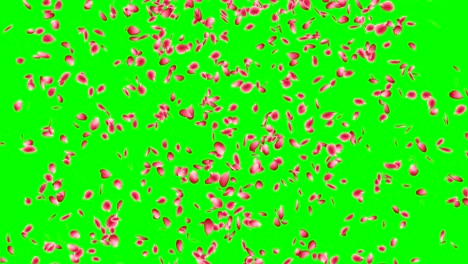 pink flower petals. roses petals falling.