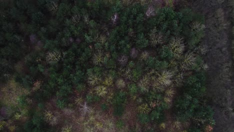 birds eye view of trees and the camera slowly moves upwards english countryside
