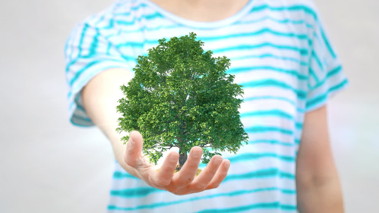 Person's Hand Holding a Small Green Tree