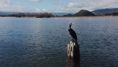 great cormorant on wooden pole in lake in new zealand, looking around