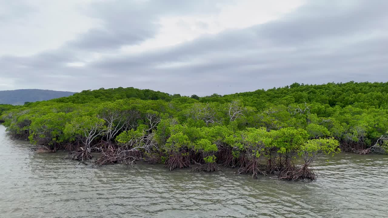 Drone footage captures lush mangroves and tidal waters under overcast skies in Port Douglas, Queensland