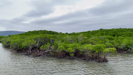 drone footage captures lush mangroves and tidal waters under overcast skies in port douglas, queensland