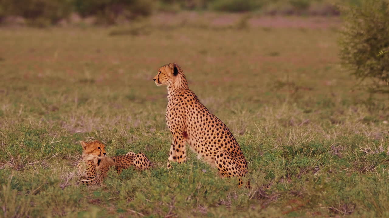 madre y cachorros de guepardo en un exuberante campo verde en kalahari