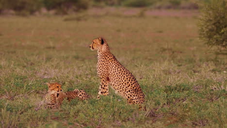 cheetah mother and cubs on a lush green field in kalahari