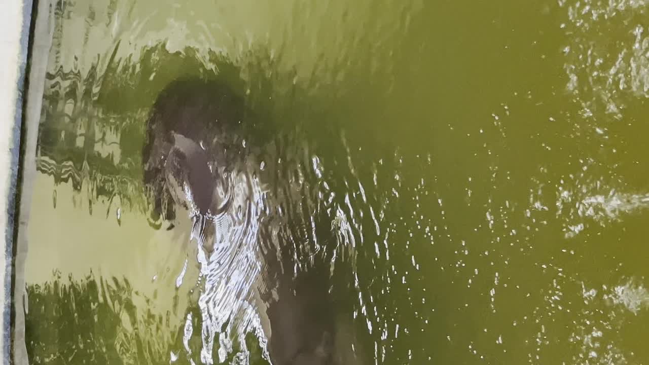 hipopótamo hipopótamo en la piscina del zoológico. vídeos verticales