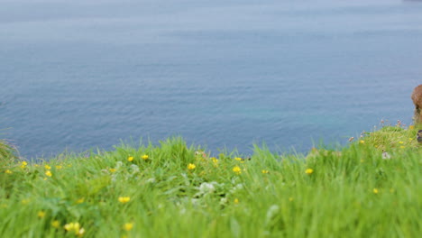 los papagaios atlánticos vuelan y aterrizan en un acantilado cubierto de hierba en cámara lenta, escocia